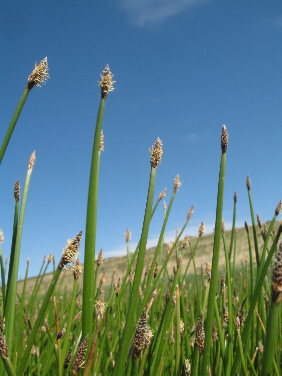 Изображение особи Eleocharis palustris.