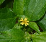 Synedrella nodiflora