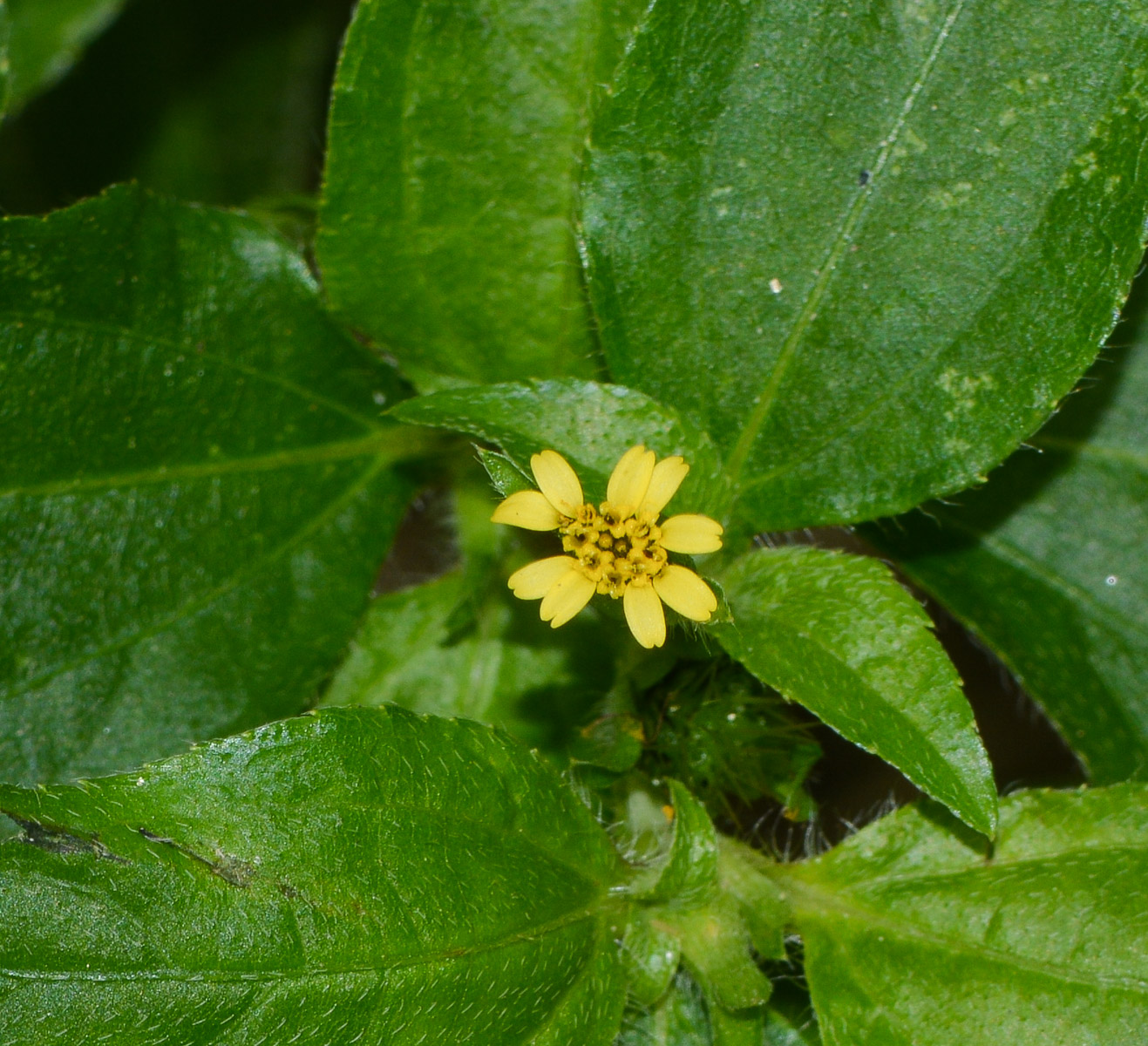 Image of Synedrella nodiflora specimen.