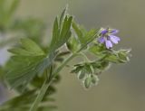 Geranium pusillum