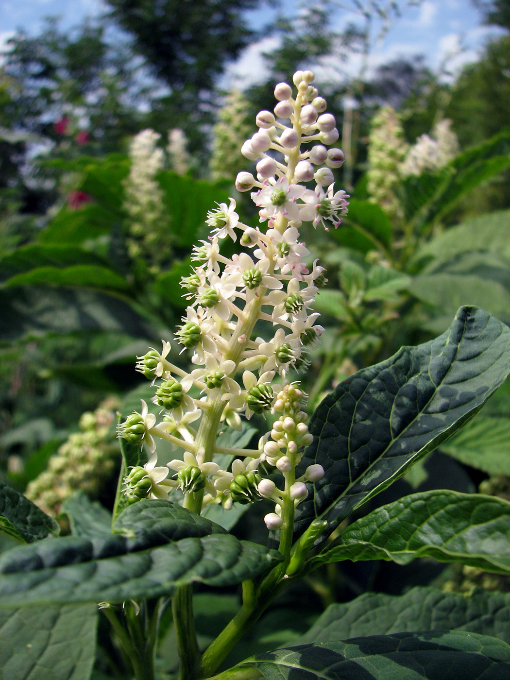 Изображение особи Phytolacca acinosa.