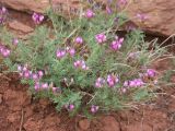 Astragalus temirensis