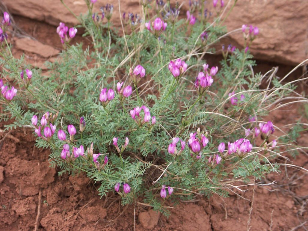 Изображение особи Astragalus temirensis.