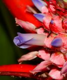 Ananas lucidus