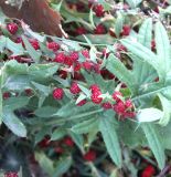 Blitum virgatum. Ветви плодоносящего растения (на фоне - лист Cirsium). Карачаево-Черкесия, г. Теберда, обочина дороги. 20.07.2017.