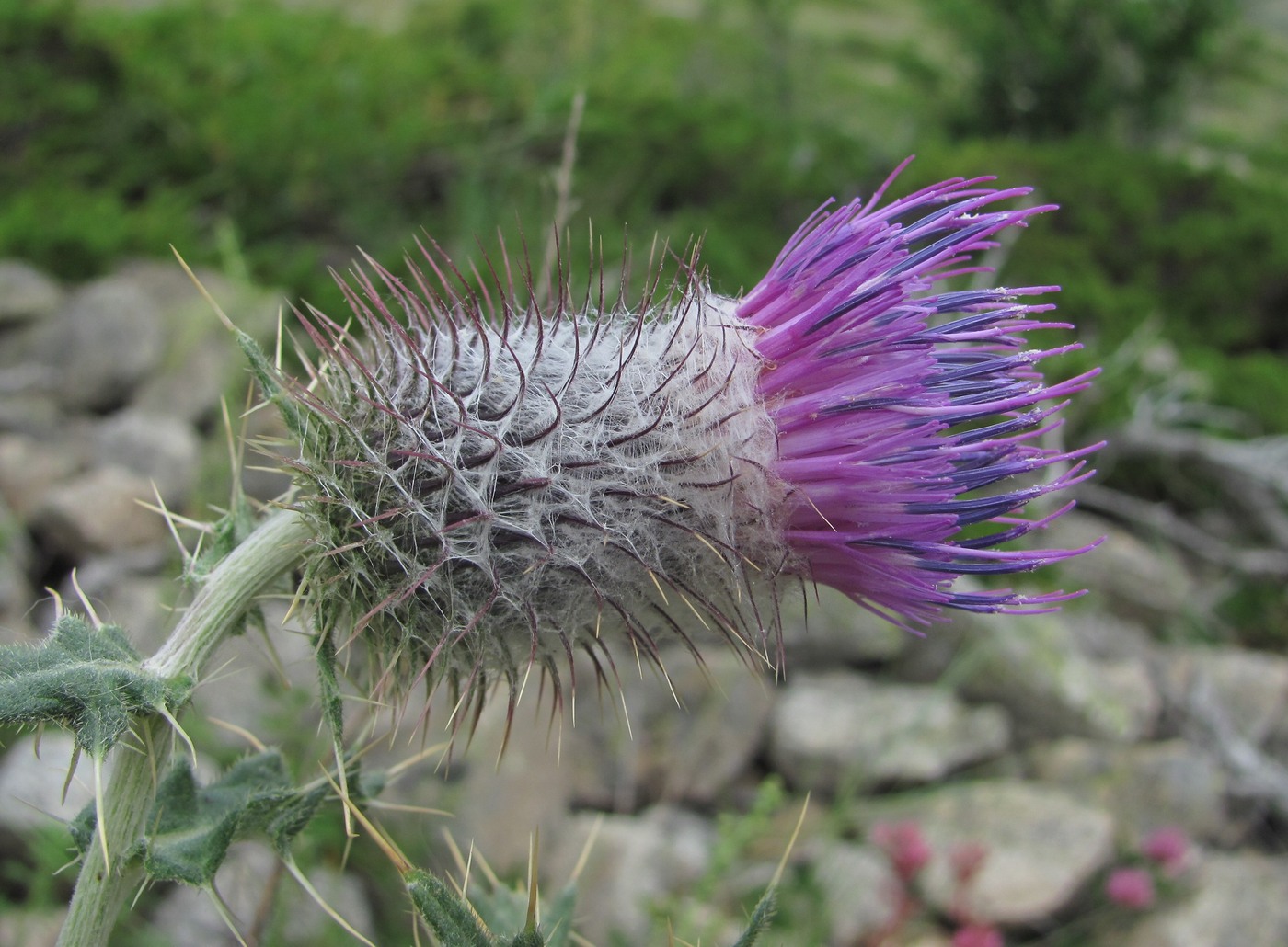 Image of Cirsium erythrolepis specimen.