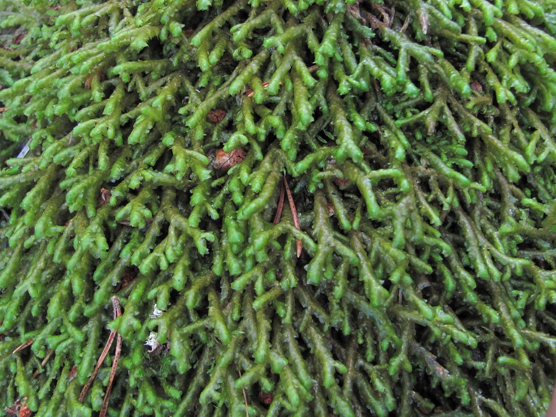 Изображение особи Porella platyphylla.