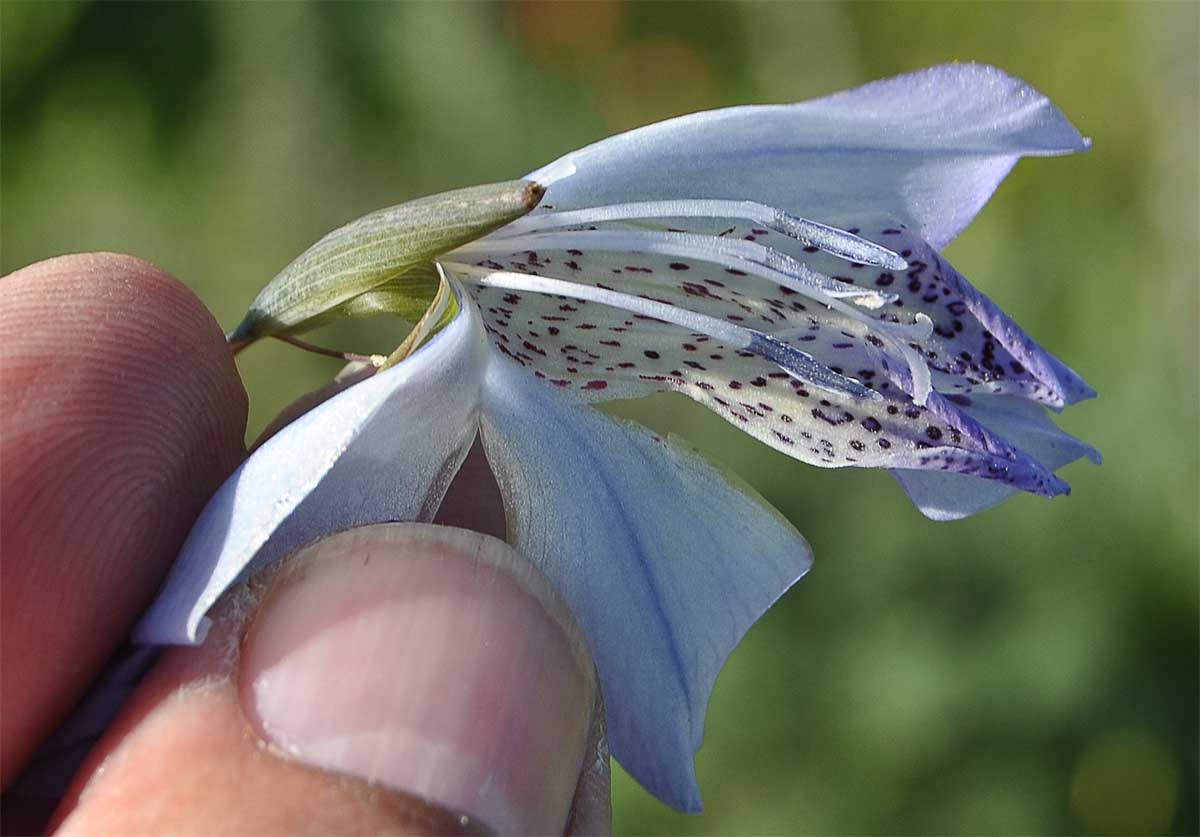 Изображение особи Gladiolus gracilis.