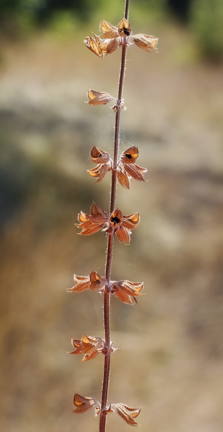 Image of Salvia sibthorpii specimen.