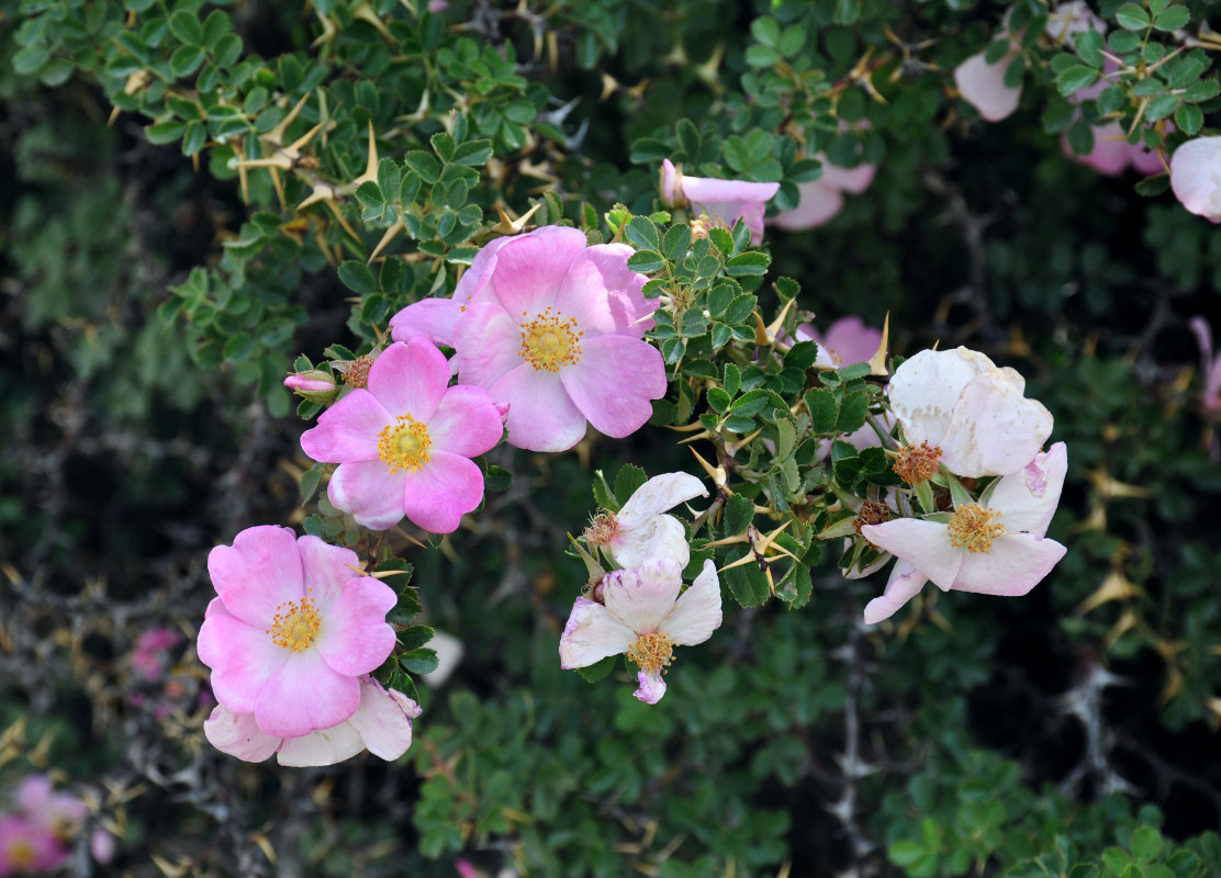 Изображение особи Rosa maracandica.