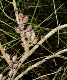 Hakea scoparia