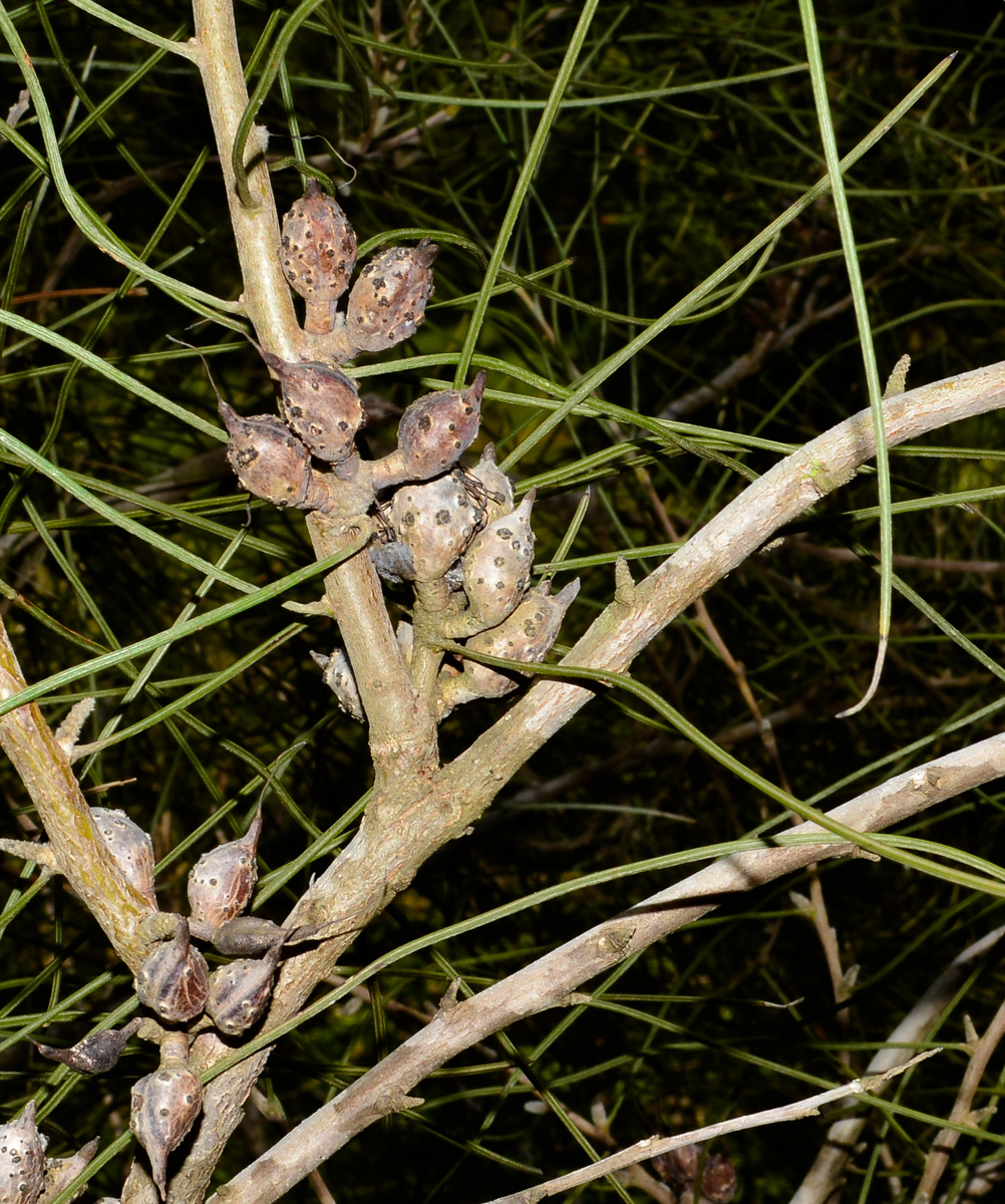 Изображение особи Hakea scoparia.