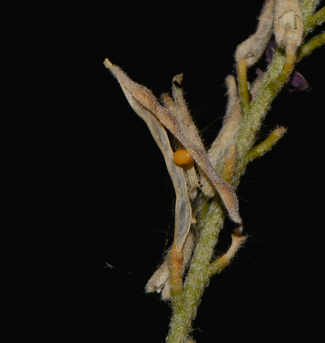 Image of Eremobium aegyptiacum specimen.