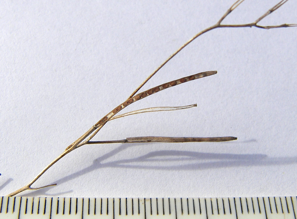 Image of familia Brassicaceae specimen.