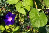 Ipomoea purpurea. Цветок и листья. Грузия, Аджария, с. Мцване-Концхи, Батумский бот. сад. 08.09.2017.