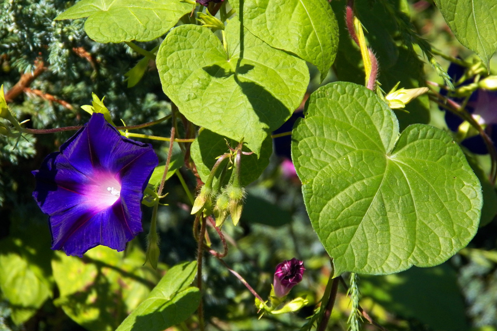 Изображение особи Ipomoea purpurea.