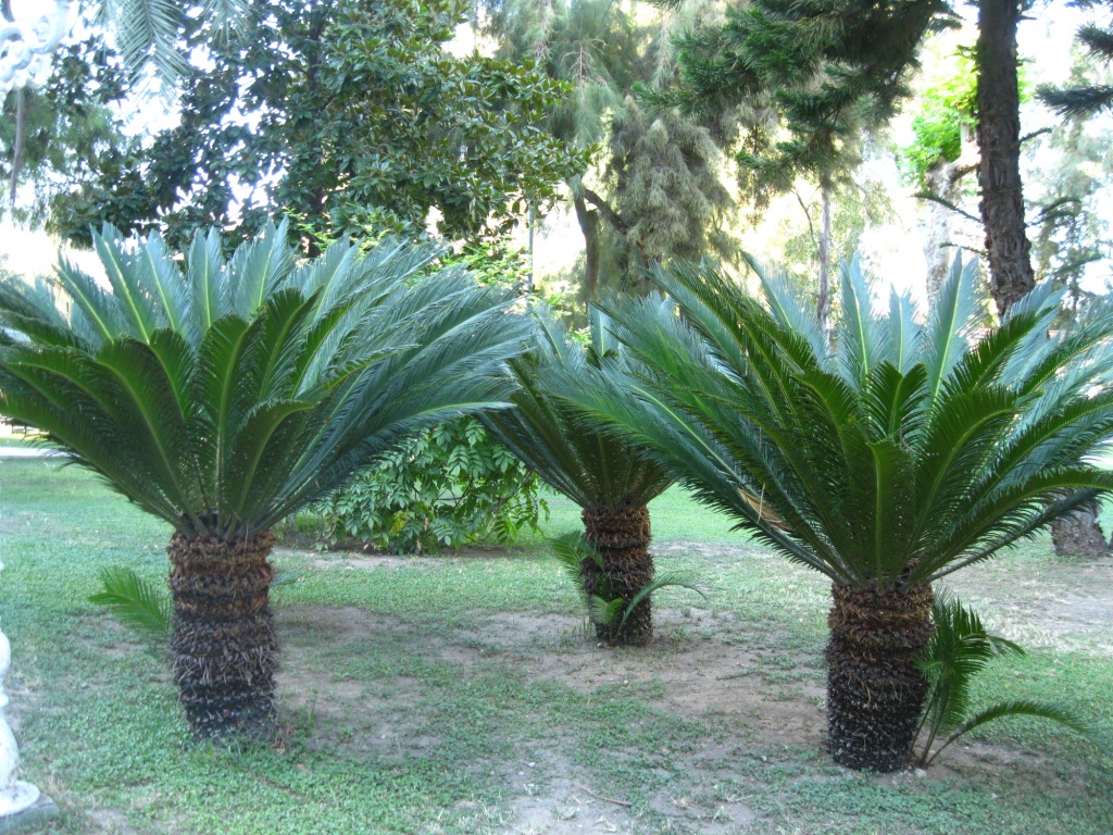 Изображение особи Cycas revoluta.