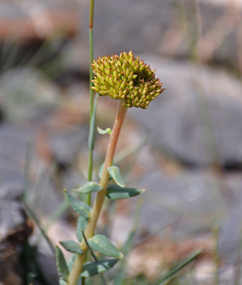 Изображение особи Rhodiola heterodonta.