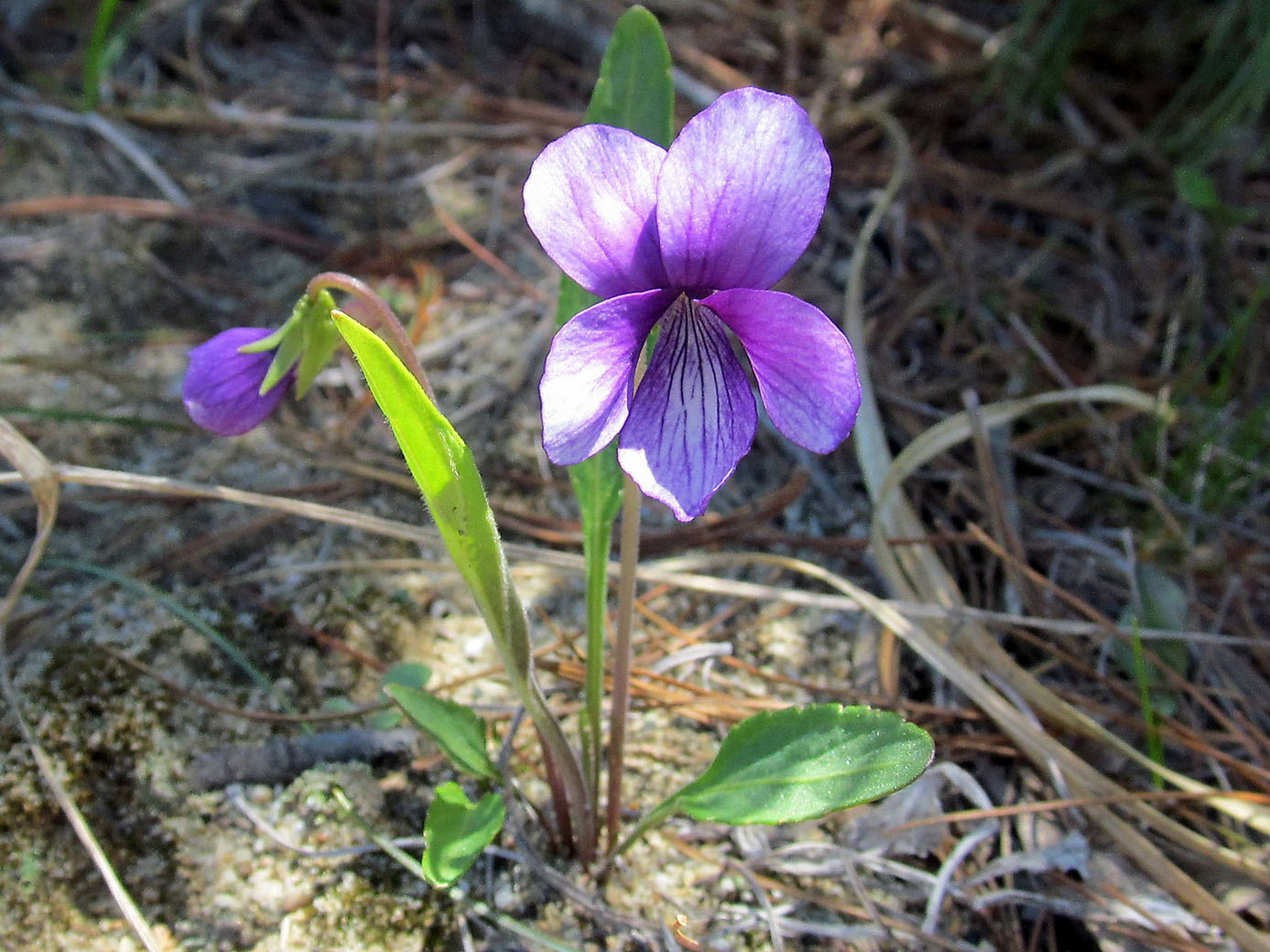 Image of Viola mandshurica specimen.