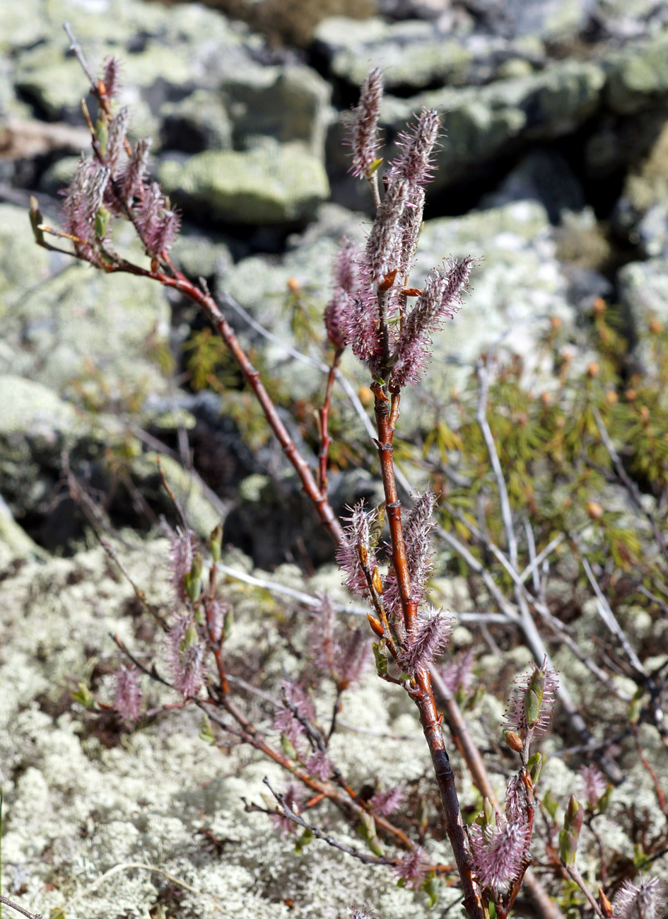 Image of Salix saxatilis specimen.