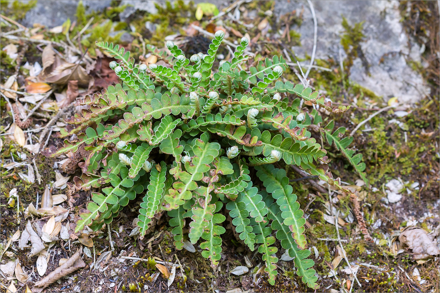 Image of Ceterach officinarum specimen.