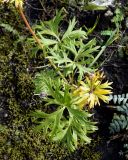 Anemonastrum sibiricum