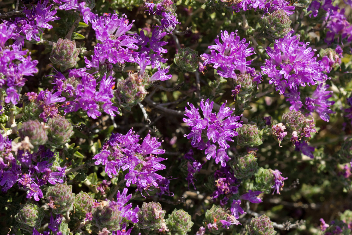 Image of Thymbra capitata specimen.