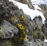 Saxifraga scleropoda