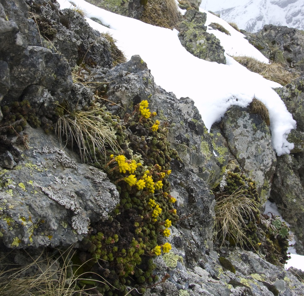 Изображение особи Saxifraga scleropoda.