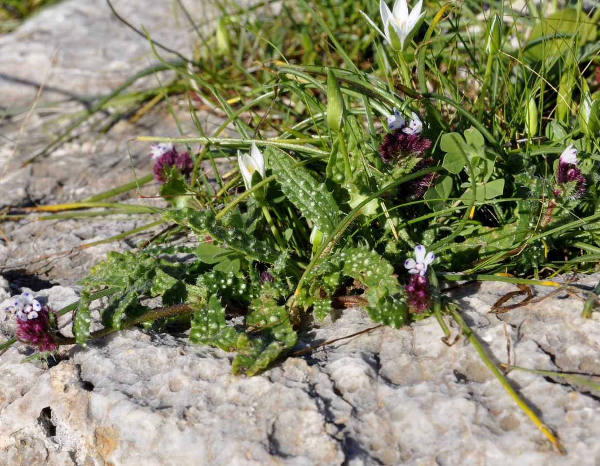 Изображение особи Anchusella variegata.