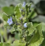 Echium parviflorum