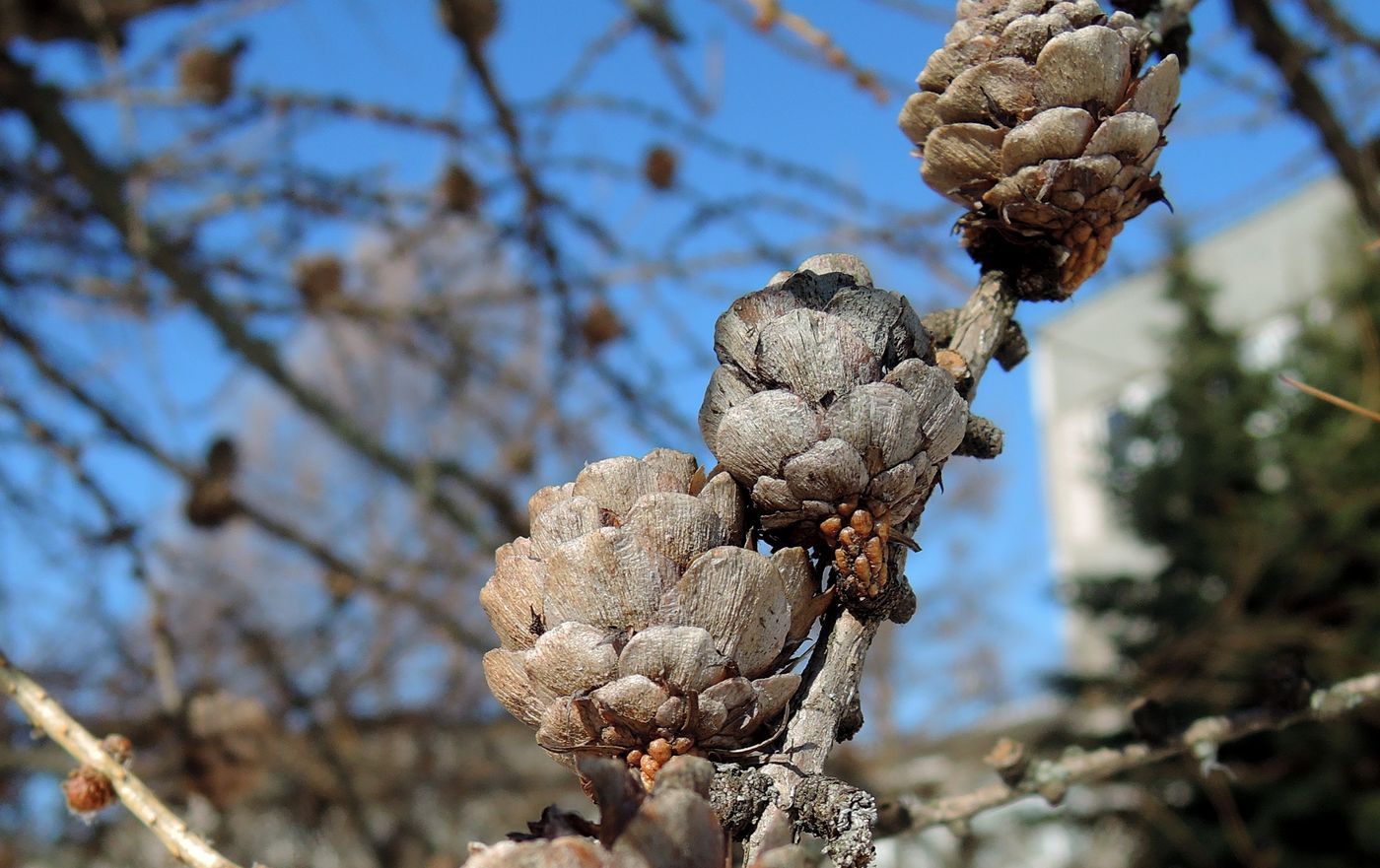 Изображение особи Larix sibirica.