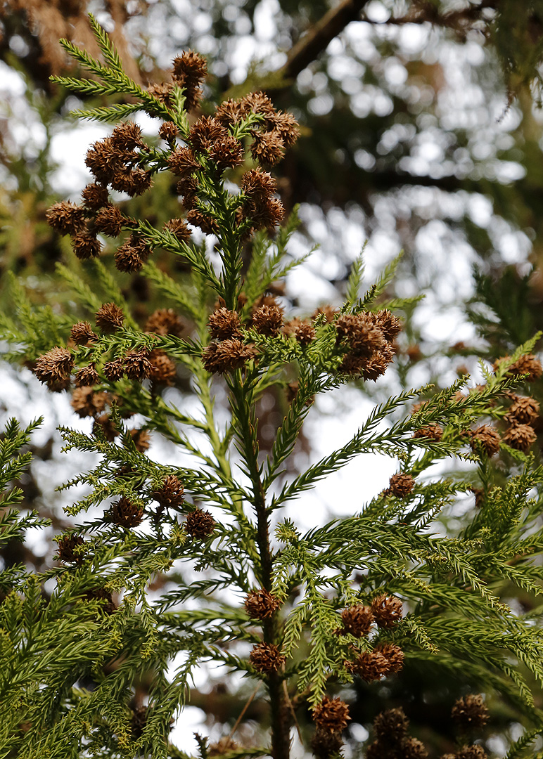 Image of Cryptomeria japonica specimen.