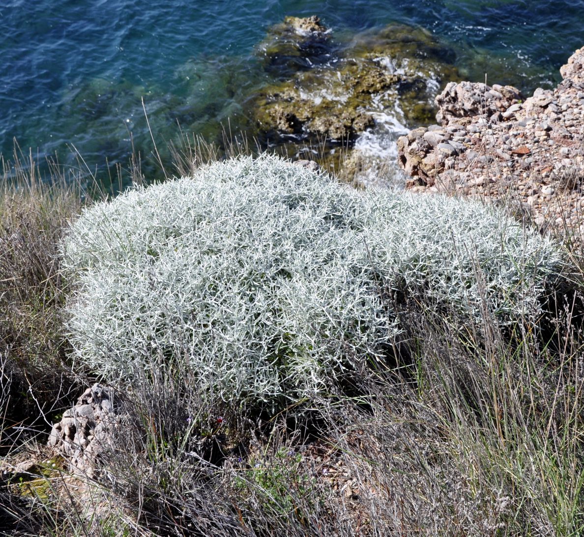 Image of Centaurea spinosa specimen.