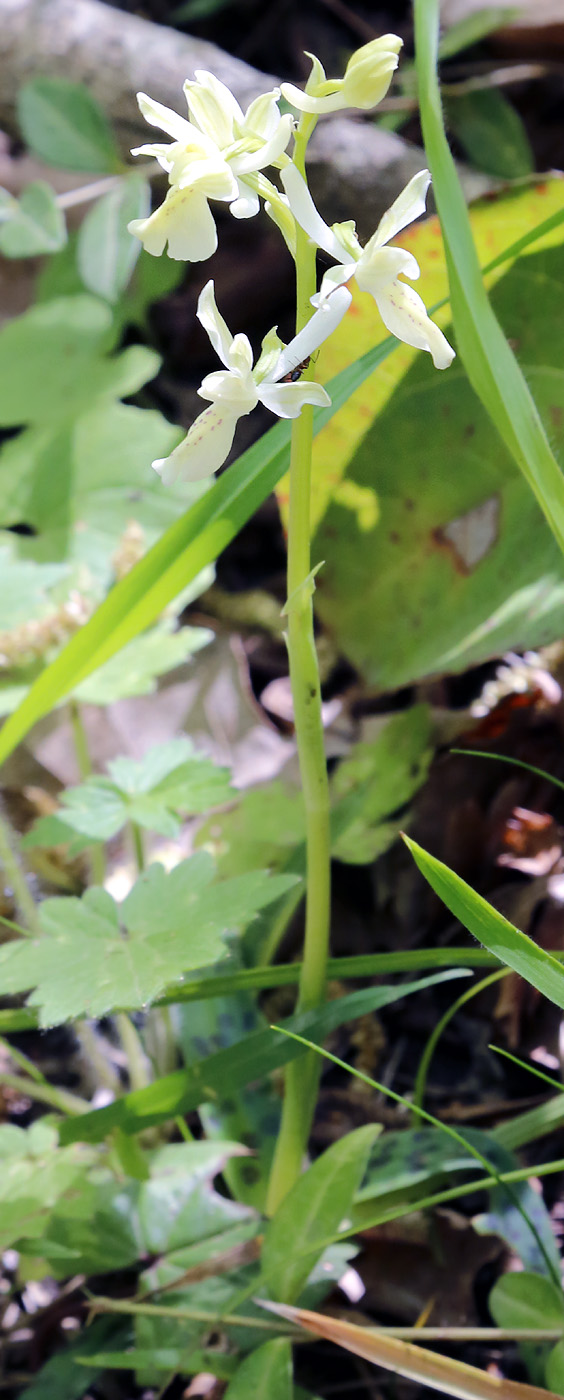 Image of Orchis provincialis specimen.