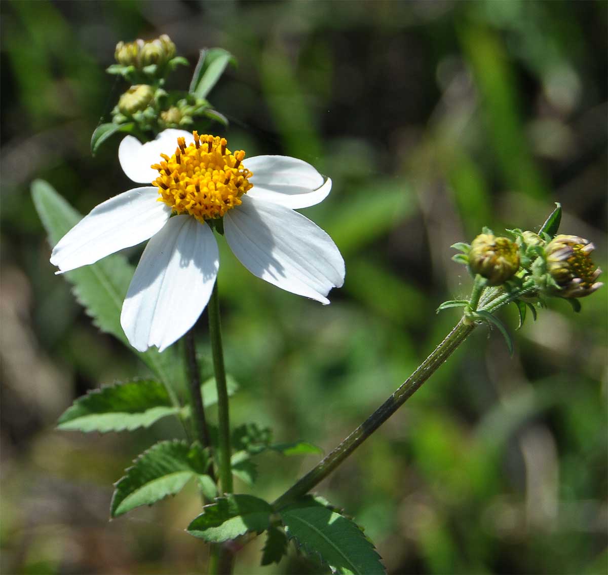 Изображение особи Bidens pilosa.