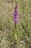 Orchis mascula. Цветущее растение. Крым, окр. оз. Биюк-Исар. Начало мая 2010 г.