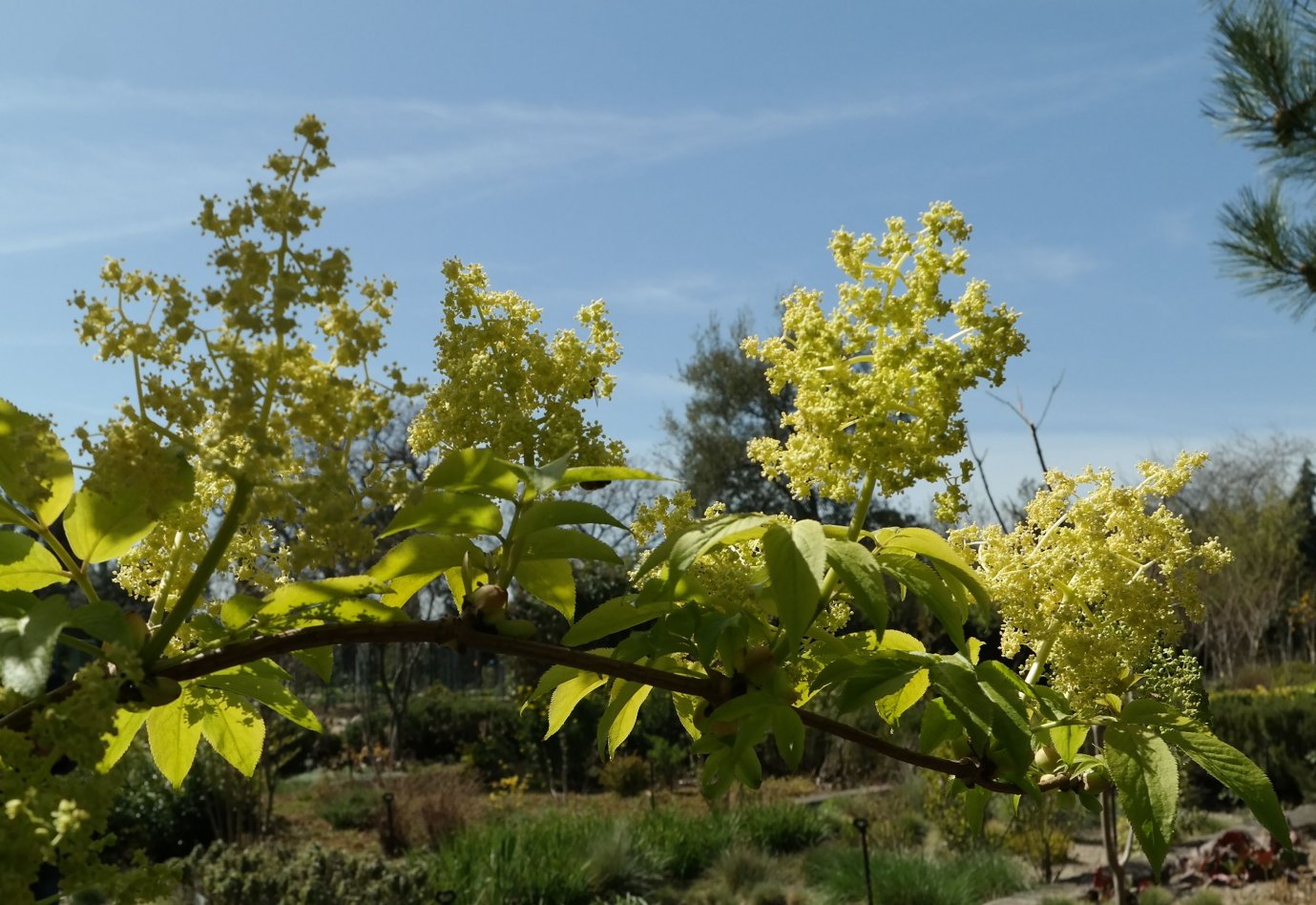 Image of genus Sambucus specimen.