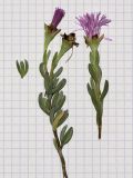 Lampranthus falcatus