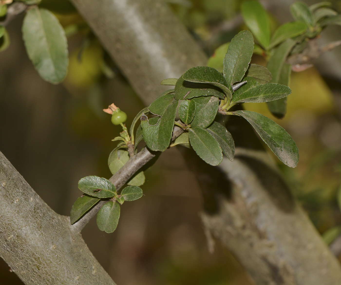 Изображение особи Pyracantha rogersiana.