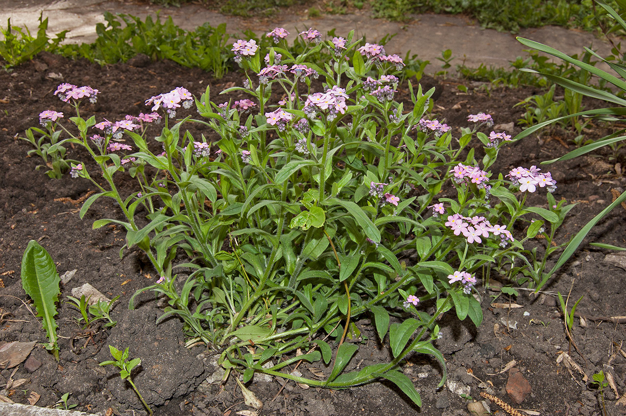 Изображение особи Myosotis alpestris.