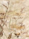 Limonium roridum