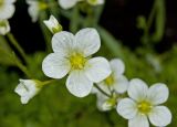 Saxifraga &times; arendsii