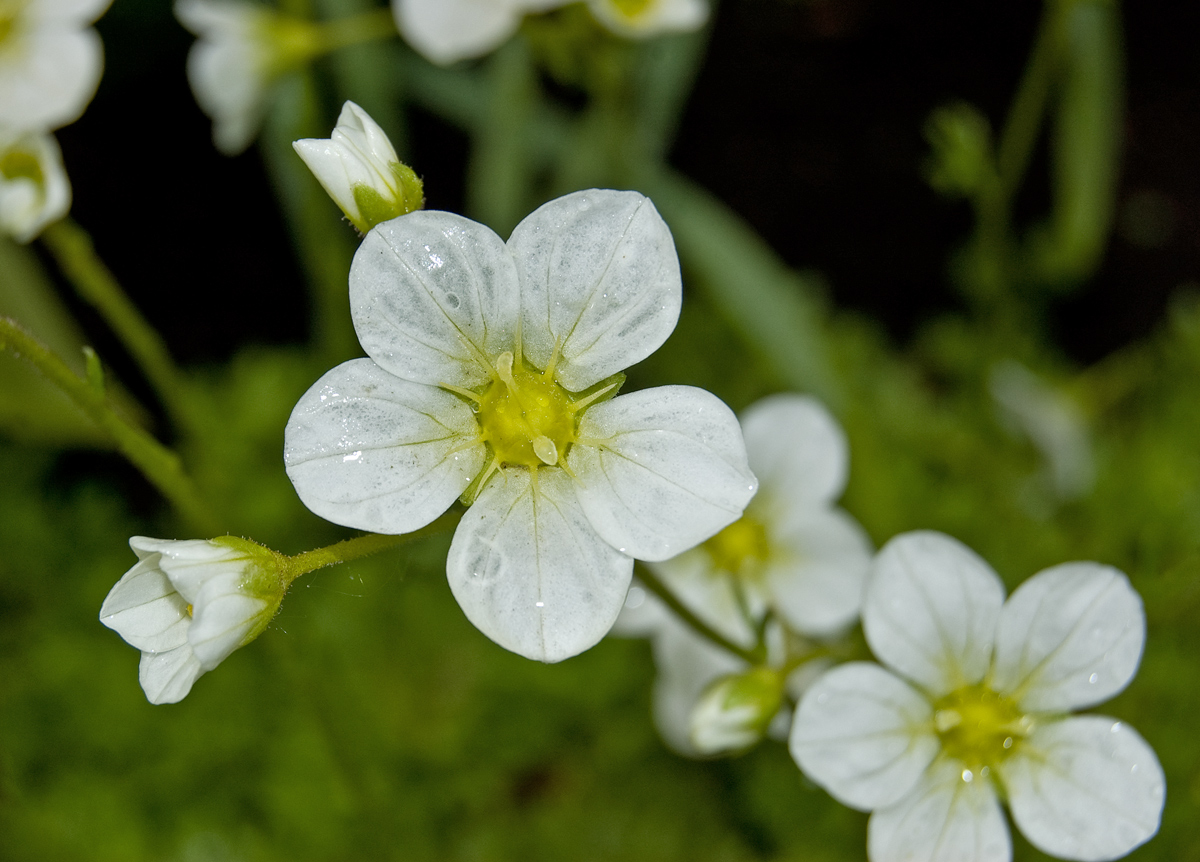 Изображение особи Saxifraga &times; arendsii.