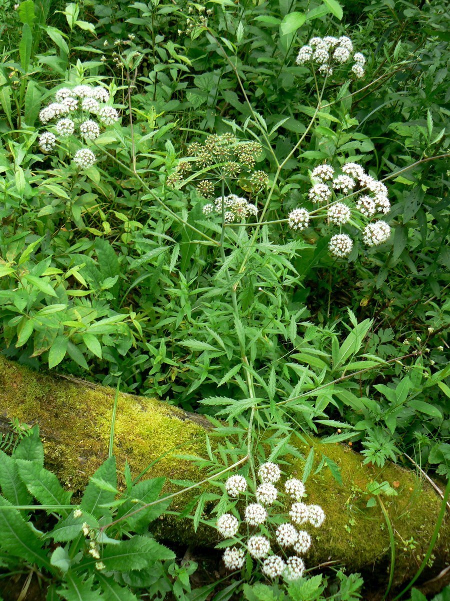 Image of Cicuta virosa specimen.