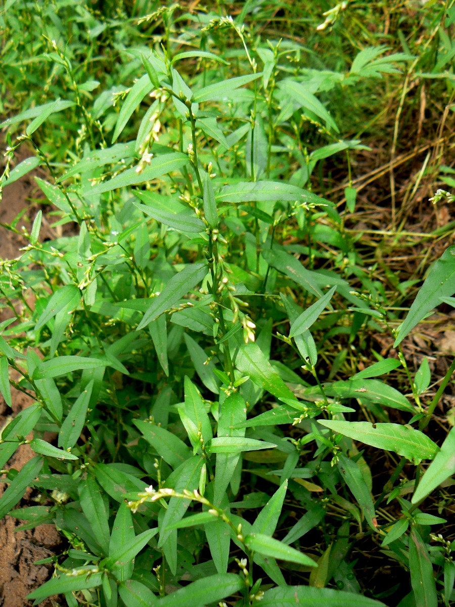 Image of Persicaria hydropiper specimen.