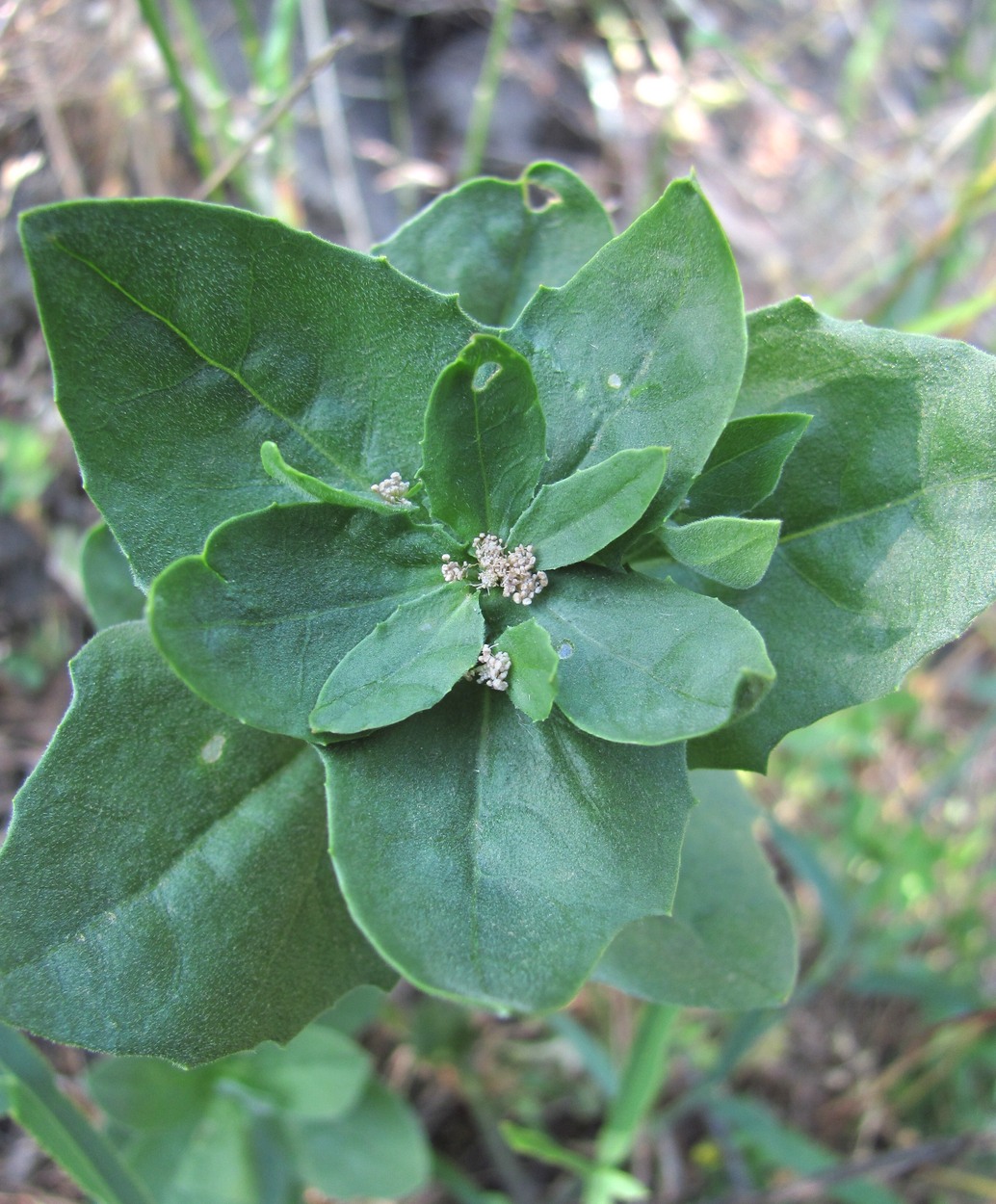 Image of Cardaria draba specimen.