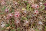 Trifolium stellatum