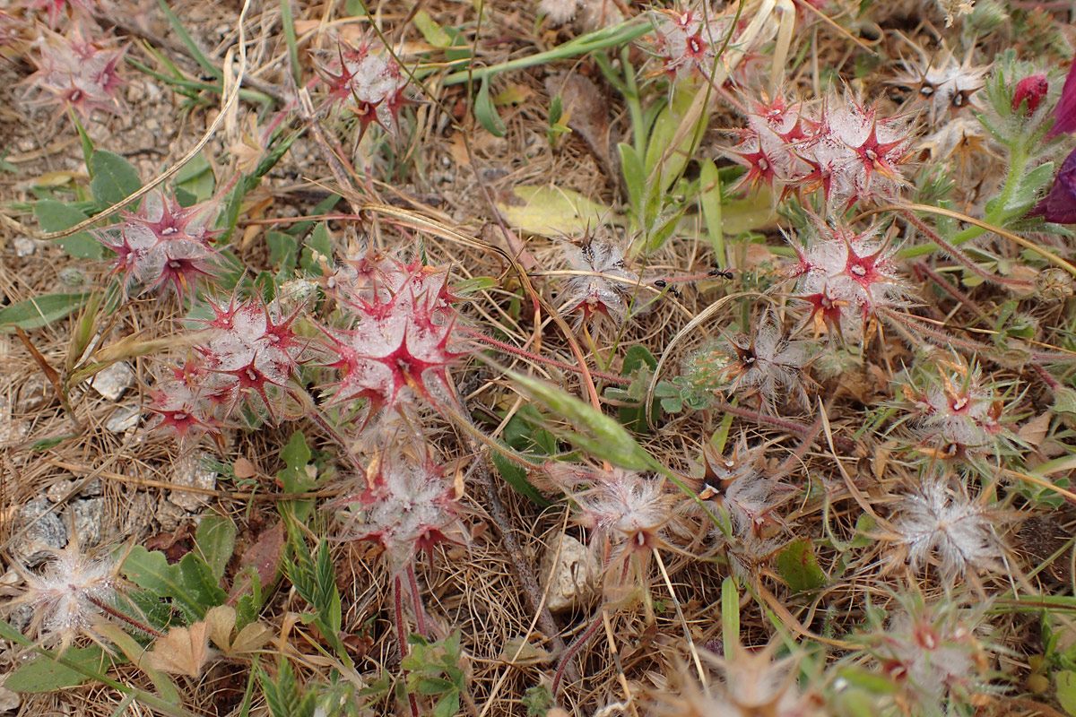 Image of Trifolium stellatum specimen.