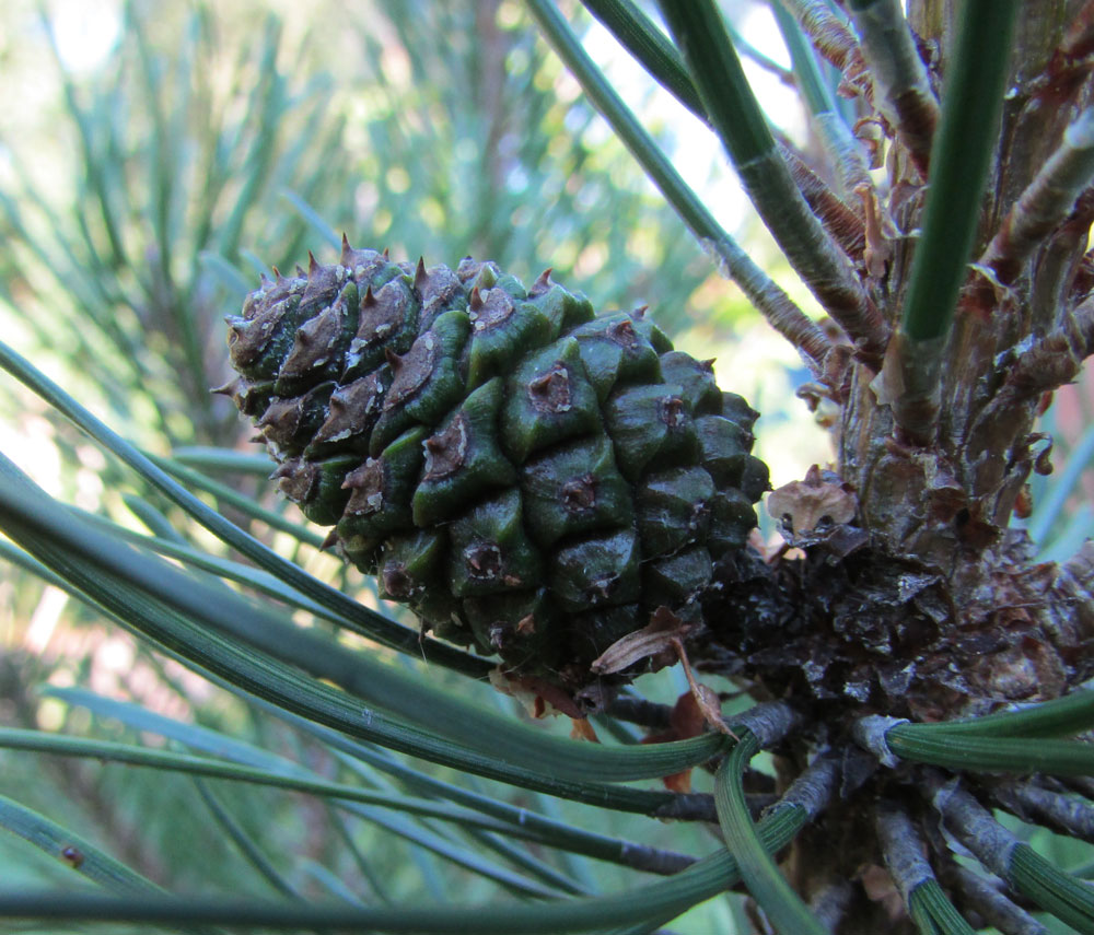 Image of Pinus mugo specimen.